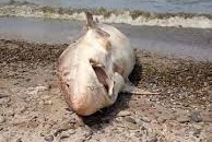 National Shark Awareness Day Brings Out Familiar Myths About Lake Erie