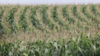 US denies name change for high-fructose corn syrup