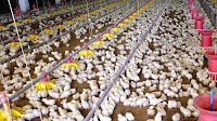 Philippine poultry production rises 9.3% in Q1 2025