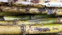Sugarcane production in Muzaffarnagar expected to decline