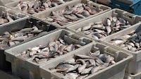 2025 Press Releases - New Zealand contributes NZ$ 150,000 to WTO Fish Fund - Press/979
