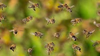Future looks sweet for WA honey