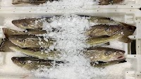 European Fish Markets Experience Mixed Start to 2025