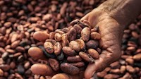 Cocoa farmers’ groups divided over government’s decision to increase farmgate price