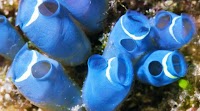 Sea squirts and the future of cancer treatment drug trabectedin