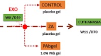 Polysacharide of Agaricus blazei gel mitigates bone necrosis in model of the jaws related to bisphosphonate via Wnt signaling