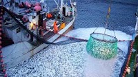VARPE sounds alarm as Russian seafood industry's debt load passes RUB 1 trillion