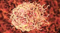 Pfizer’s BRAFTOVI® Combination Regimen Cuts the Risk of Death in Half for Patients with BRAF V600E-Mutant Metastatic Colorectal Cancer