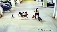 Stray dogs attack woman in basement parking of Greater Noida's Gaur City 2 society
