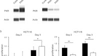 C16, a PKR inhibitor, suppresses cell proliferation by regulating the cell cycle via p21 in colorectal cancer
