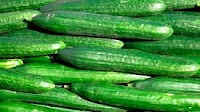 Organic cucumbers cheaper than in the previous three years