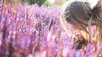 Does lavender really help with anxiety?