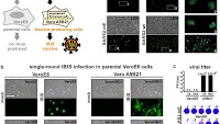 An interferon-integrated mucosal vaccine provides pan-sarbecovirus protection in small animal models