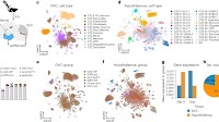 GIP receptor shows surprising dual action: Both activation and blockade support weight loss