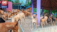 Animal SOS Sri Lanka becomes the first animal welfare charity to join Daraz Donates