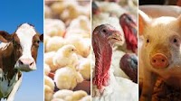 ARS Salmonella Grand Challenge