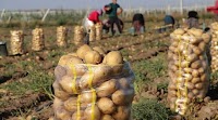 Uzbekistan may become one of the five largest potato importers in the world by the end of 2021