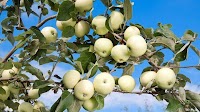 The season of summer apples in Moldova starts with high prices