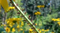 Using bugs—aphids, specifically—to spy on plants’ electrical communications