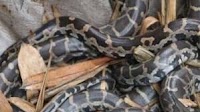 Indian python eggs artificially hatched at snake park, Kannur, hatchlings to be displayed next month