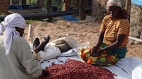 How to Determine the Cost of Production for Fully-Washed Coffee in Rwanda?