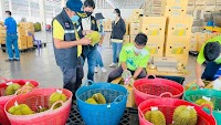Thai Durian Prices Crash After China's Chemical Test Rules