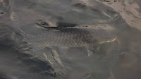 An SOS call for the ‘Tiger of Kaveri’