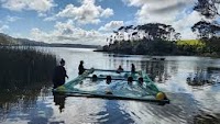 Urgent action needed to save kākahi population in Lake Rototoa