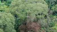 Lightning strikes usually kill trees. This one just grows stronger