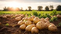 Ukrainians warned about possible potato shortage