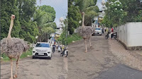 Who is playing Jumanji? 'Otttakapakshi' in Aluva before GTA VI; Ostrich running on road Kerala, video viral