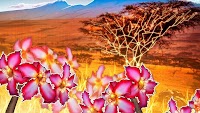 South Africa: The Next Frontier for Crypto Exchanges