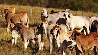 Andhra Pradesh: TTD denies deaths of over 100 cows in its goshala