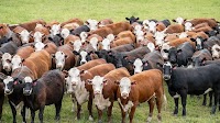 Trading opportunities with PTIC breeders