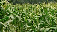 Indonesia: local corn prices continue to rise