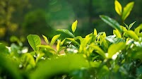 Browns Investments expands plantation sector with another Lkr 4.8 billion acquisition