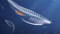 Fossil of Cambrian Long-Headed Chordate Unearthed in Utah