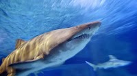 Bull Shark Bites Tourist in Thailand in Rare Attack: Experts