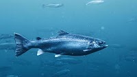 Average per-kilo price of Norwegian salmon down NOK 7.70 in November
