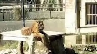 'Lunatic' mauled to death by three tigers after jumping into zoo enclosure