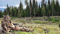 Fifteen fisheries charges laid a decade after Mount Polley dam breached in B.C.