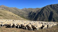 Wolf attack confirmed on Castell de Mur sheep flock