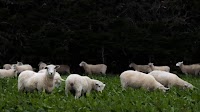 $10/kg lamb price – achievable or detrimental?