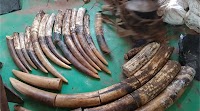 Successful Anti-poaching Operation Leads to 5-Year Conviction for Three Poachers in Republic of Congo