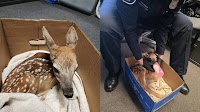White Lake Twp. officer helps deliver fawn after pregnant doe was hit & killed by car
