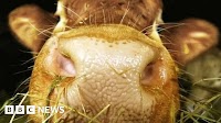 Single case of BSE confirmed in cow on Dumfries and Galloway farm