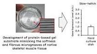 Soft gel breakthrough enables lab-grown slow-twitch muscles