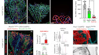 Researchers create an innovative tool for the reliable and efficient study of gene function