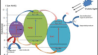 Figure 9. Schematic diagram for the photocatalytic mechanism of AZN...