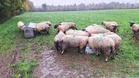 Sheep Management: complying with the CLP and supplementing lambs at grass